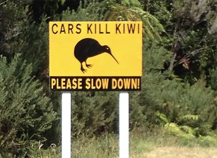 Cars Kill Kiwi Birds Okarito New Zealand